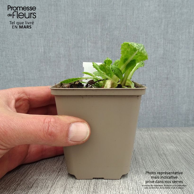 Exemplar von Primula pulverulenta - Primel Kleine Töpfe von 8/9 cm wie im Winter geliefert