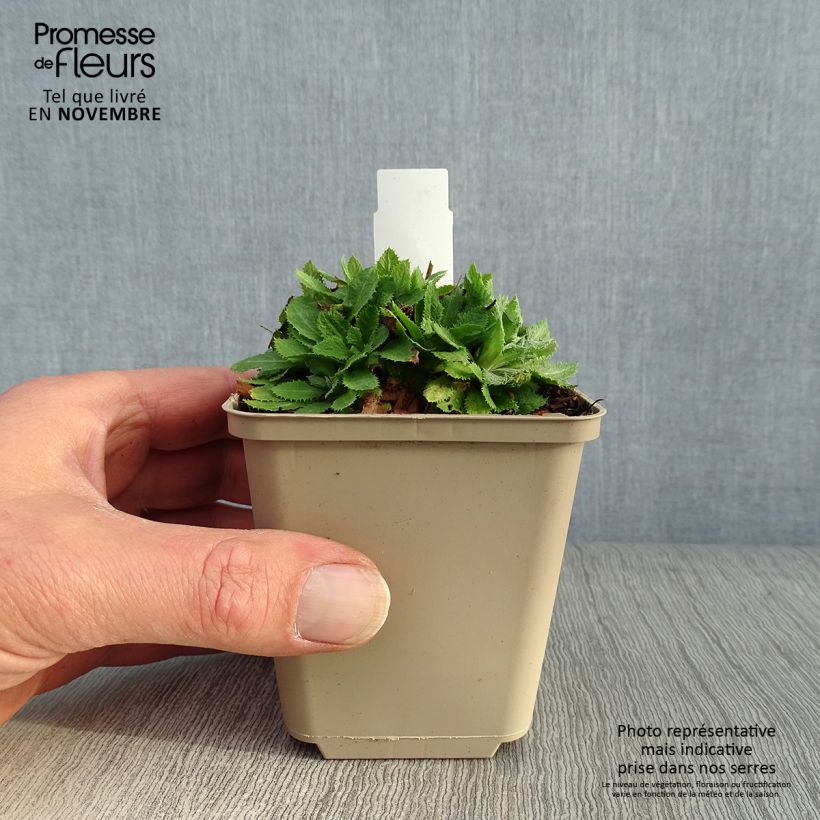 Exemplar von Primula capitata subsp. mooreana - Kopfige Schlüsselblume Kleine Töpfe von 8/9 cm wie im Herbst geliefert