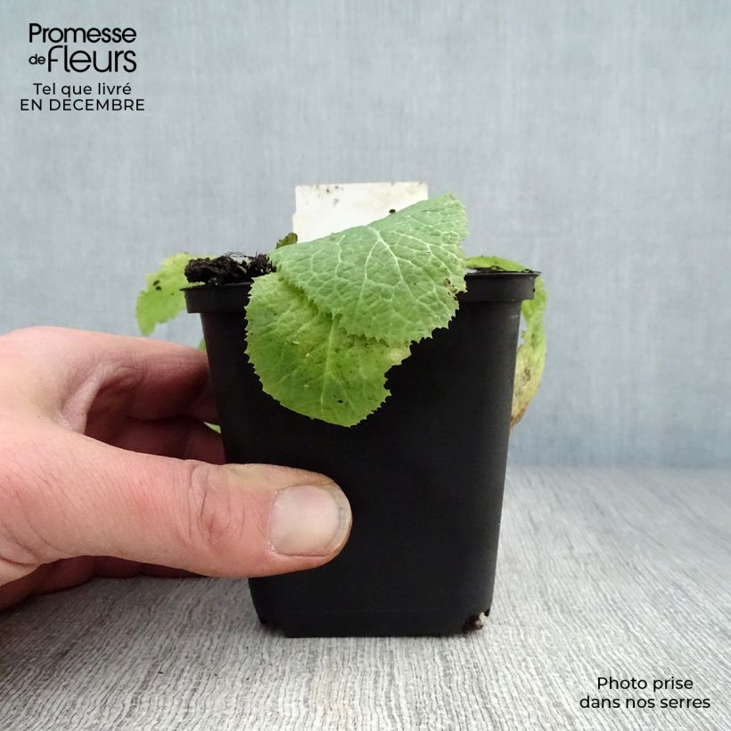 Exemplar von Primula japonica Apple Blossom - Etagen-Primel Kleine Töpfe von 8/9 cm wie im Winter geliefert