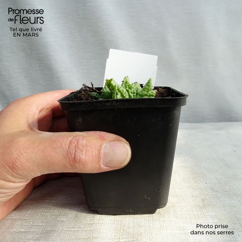 Exemplar von Primula japonica Millers Crimson - Etagen-Primel Kleine Töpfe von 8/9 cm wie im Frühjahr geliefert