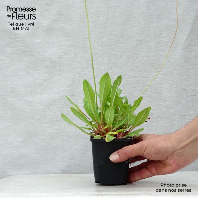 Exemplar von Primula rosea Grandiflora - Rosenprimel Kleine Töpfe von 7/8 cm wie im Frühjahr geliefert