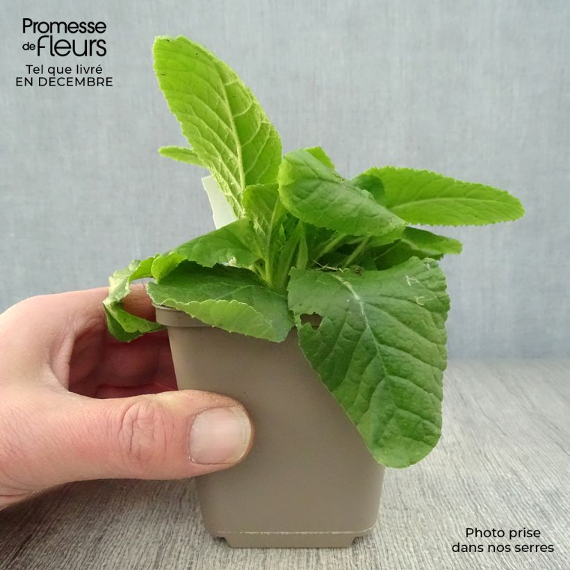 Exemplar von Gelbe Stängellose Schlüsselblume - Primula vulgaris Kleine Töpfe von 8/9 cm wie im Winter geliefert