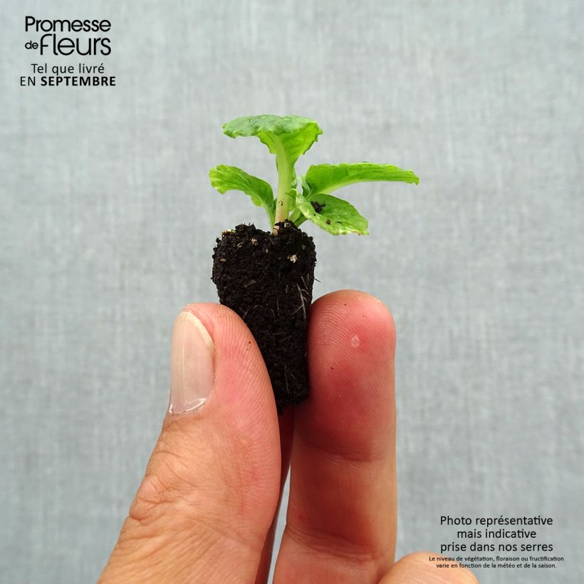 Exemplar von Primula Everlast F1 - Kissenprimel Mini-Plug Ø 1,5/2,5 cm wie im Herbst geliefert