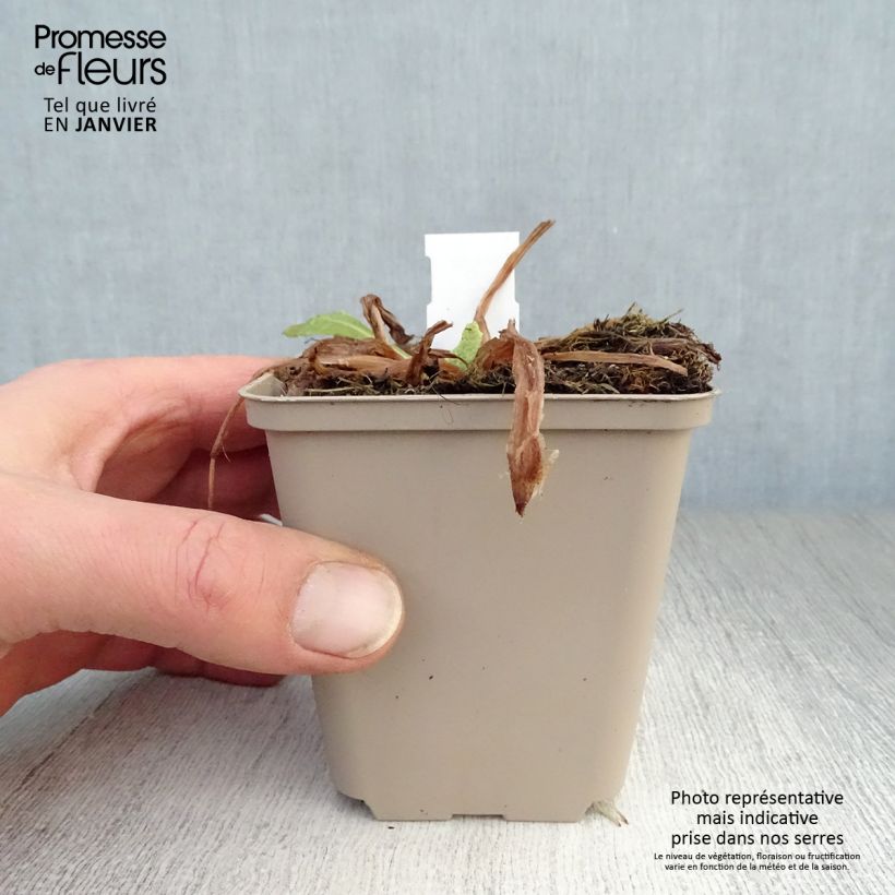 Exemplar von Primula beesiana - Etagen-Primel Kleine Töpfe von 8/9 cm wie im Winter geliefert