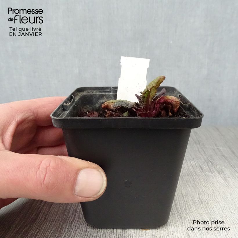 Exemplar von Primula juliae Wanda - Primel Kleine Töpfe von 8/9 cm wie im Winter geliefert