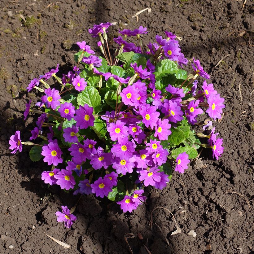 Primula juliae Wanda - Primel (Hafen)