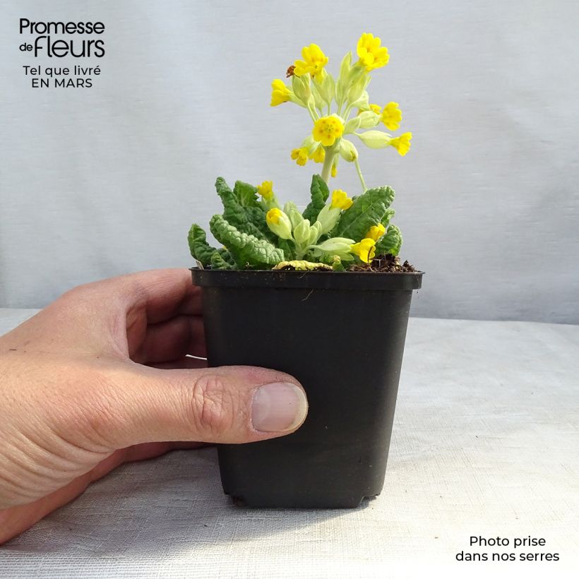 Exemplar von Primula veris - Primel Kleine Töpfe von 8/9 cm wie im Winter geliefert