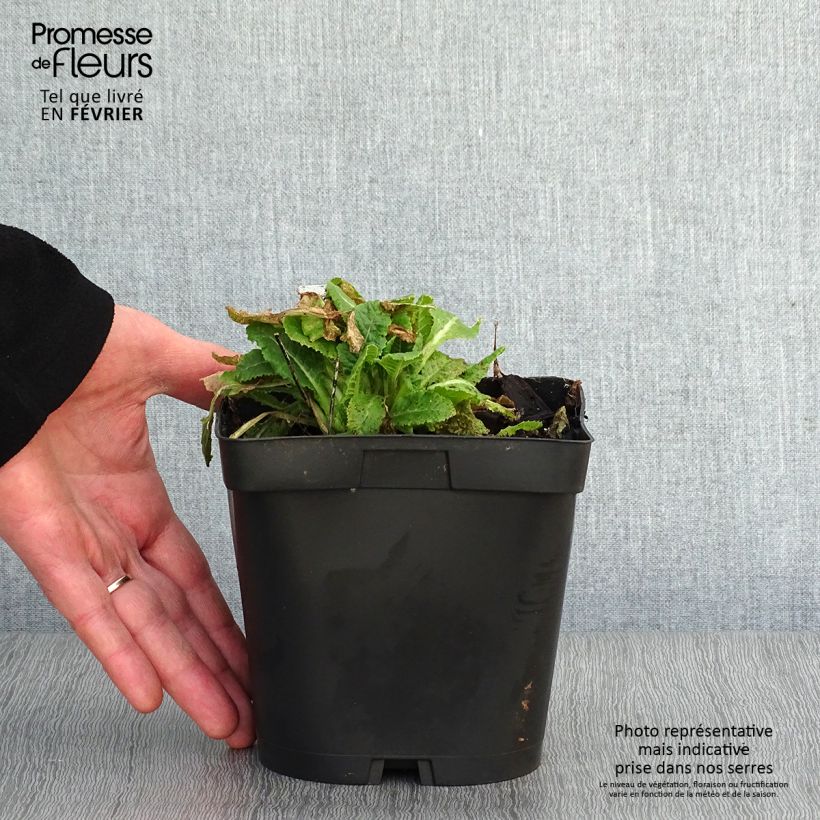 Exemplar von Primula veris - Primel Topf mit 2L/3L wie im Winter geliefert