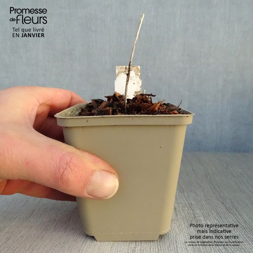 Exemplar von Primula vialii Alison Holland - Primel Kleine Töpfe von 8/9 cm wie im Winter geliefert