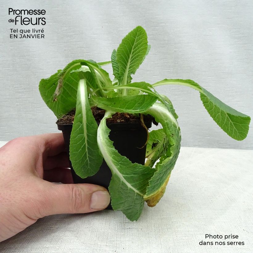 Exemplar von Primula Francesca - Kissenprimel Kleine Töpfe von 8/9 cm wie im Winter geliefert