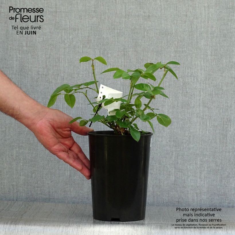 Exemplar von Rosa Princesse de Galles - Moderne Hybrid-Teerose Topf mit 3L/4L wie im Sommer geliefert