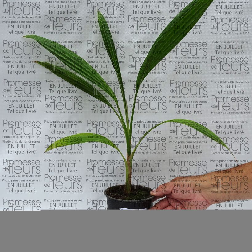 Exemplar von Pritchardia hillebrandii Blue Moon Topf 12 cm / 13 cm wie im Sommer geliefert