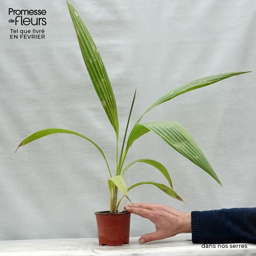 Exemplar von Pritchardia hillebrandii Topf 12 cm / 13 cm wie im Winter geliefert