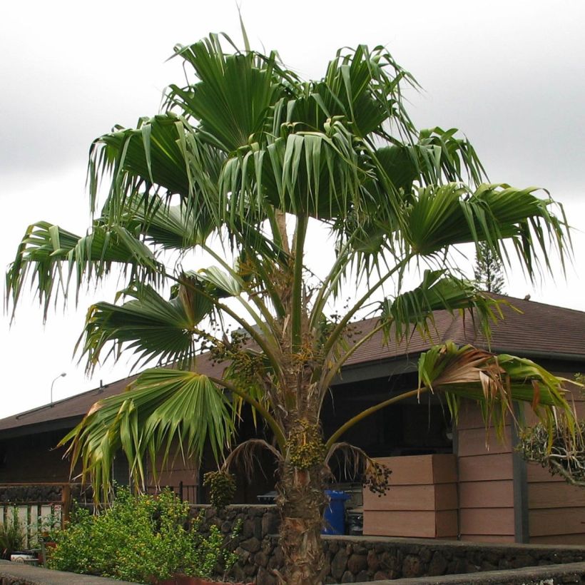 Pritchardia remota (Hafen)