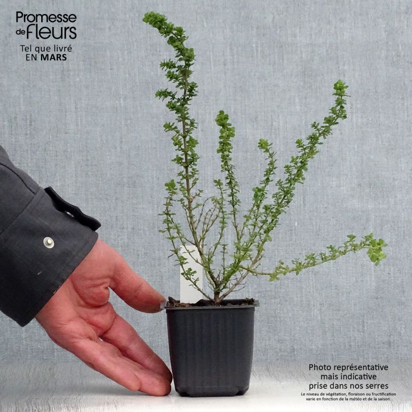 Exemplar von Prostanthera cuneata - Minzbusch Kleine Töpfe von 8/9 cm wie im Frühjahr geliefert