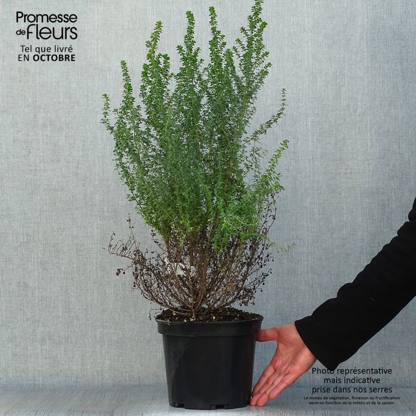 Exemplar von Prostanthera cuneata - Minzbusch Topf mit 2L/3L wie im Herbst geliefert