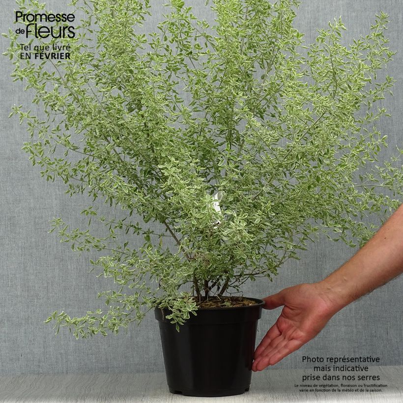 Exemplar von Prostanthera ovalifolia Variegata - Minzbusch Topf mit 4L/5L wie im Herbst geliefert