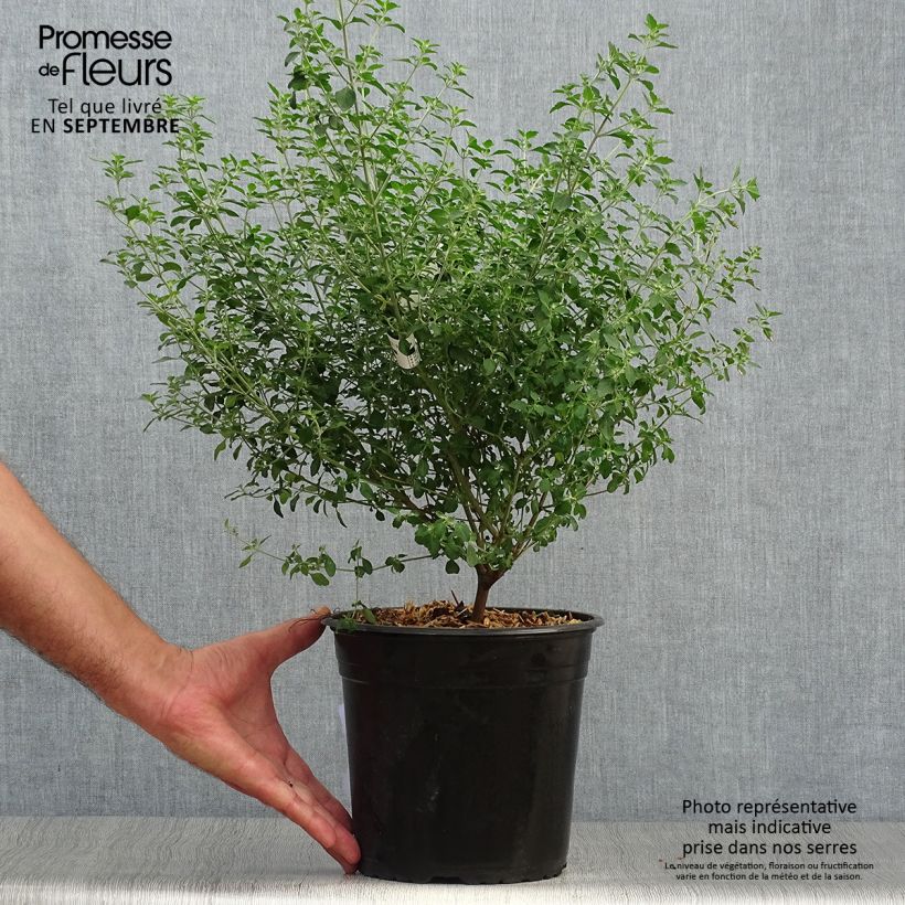 Exemplar von Prostanthera rotundifolia - Minzbusch Topf mit 4L/5L wie im Herbst geliefert