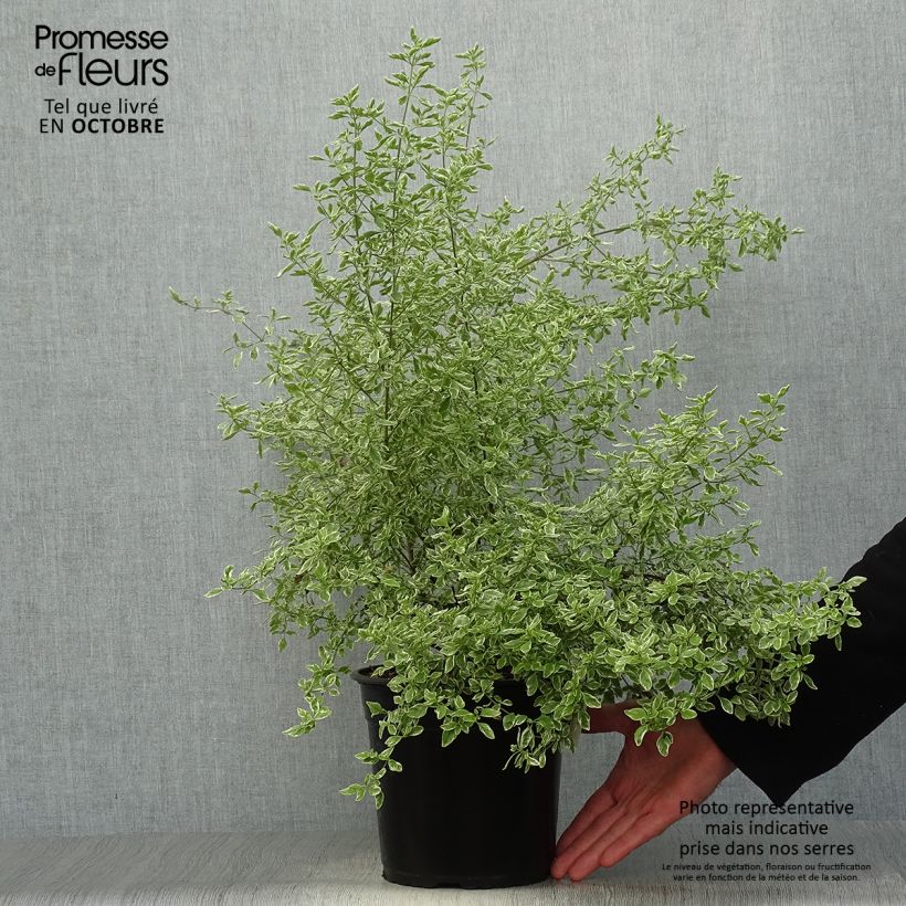 Exemplar von Prostanthera rotundifolia Variegata - Minzbusch Topf mit 4L/5L wie im Herbst geliefert