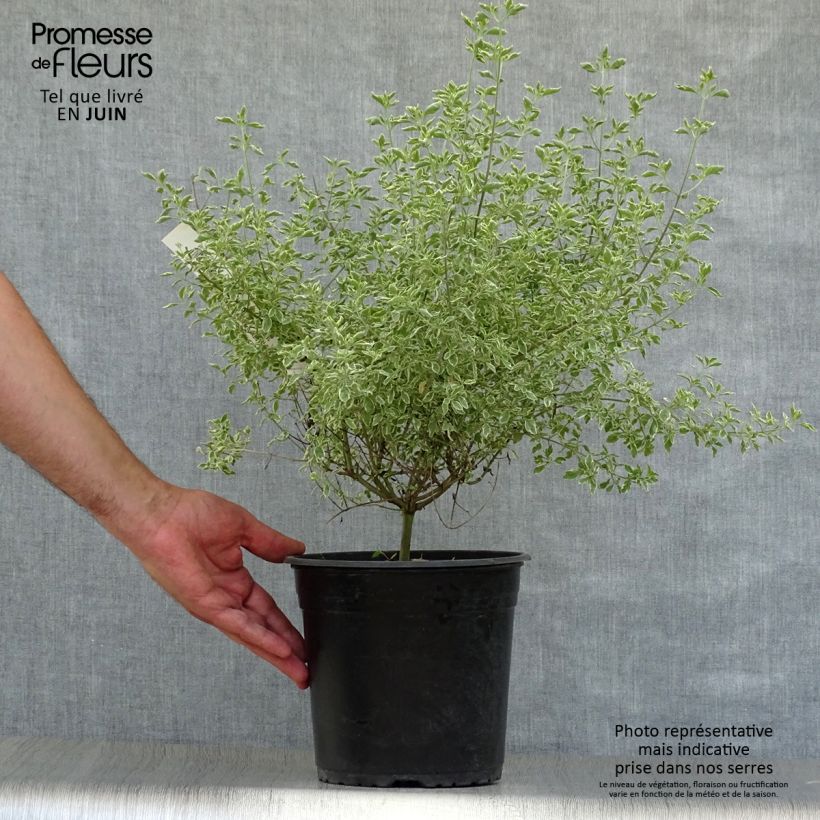 Exemplar von Prostanthera rotundifolia Variegata - Minzbusch Topf mit 4L/5L wie im Sommer geliefert