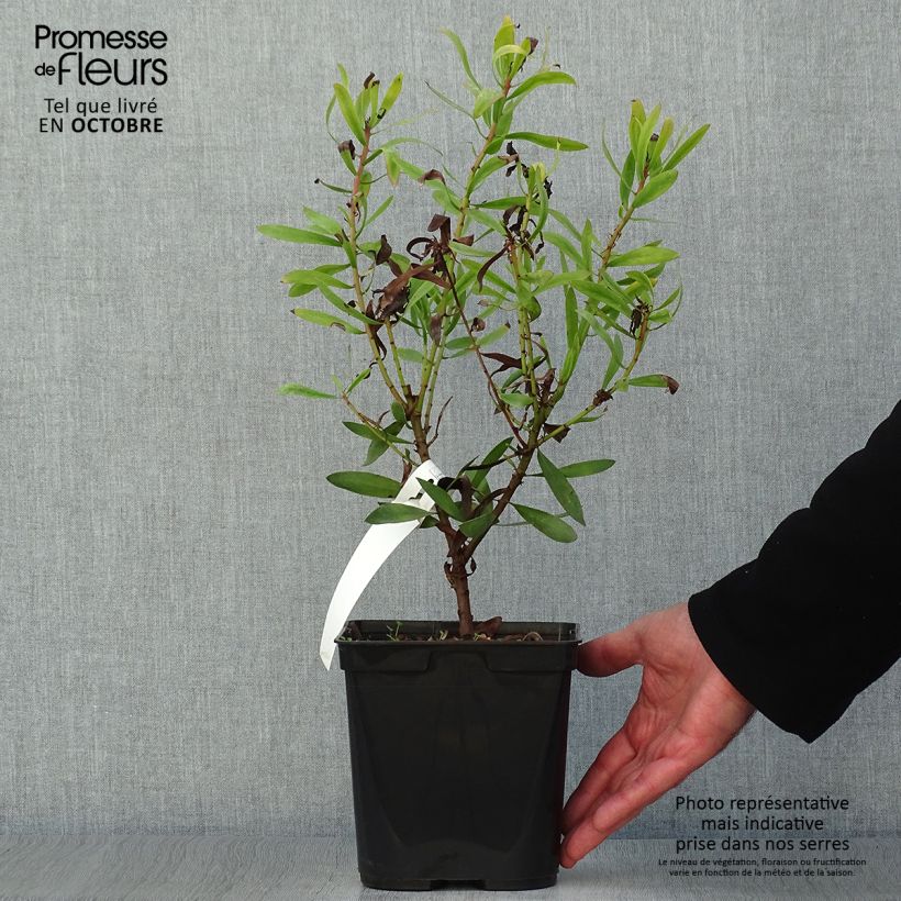Exemplar von Protea Clark's Red Topf mit 4L/5L wie im Herbst geliefert