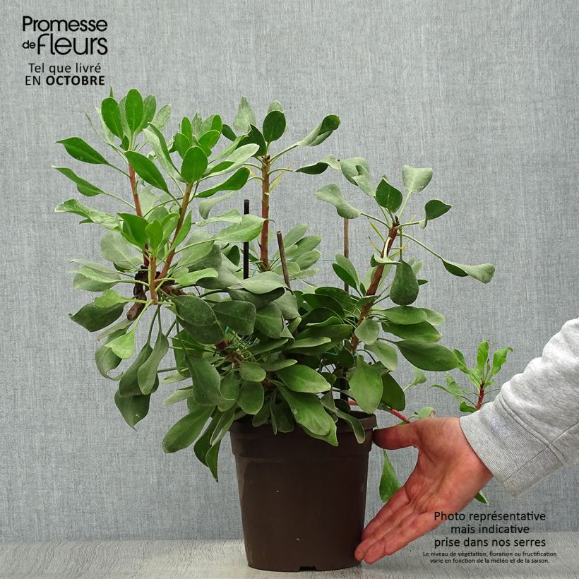 Exemplar von Protea cynaroides Little Prince Topf mit 2L/3L wie im Herbst geliefert