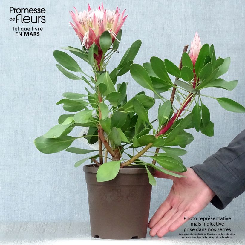 Exemplar von Protea cynaroides Little Prince Topf mit 2L/3L wie im Frühjahr geliefert