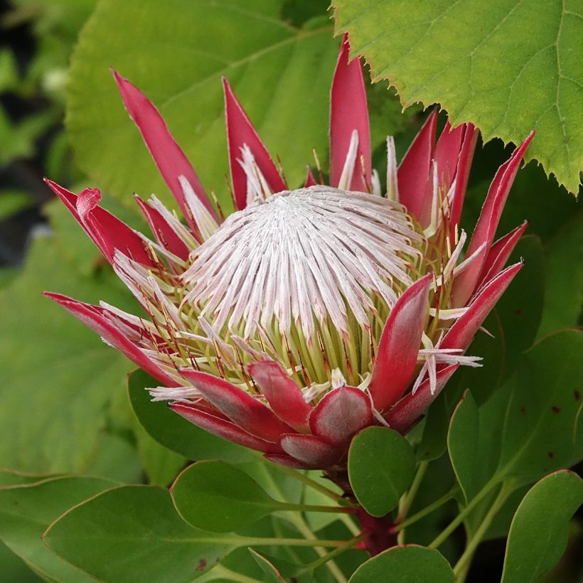 Protea cynaroides Little Prince (Blüte)