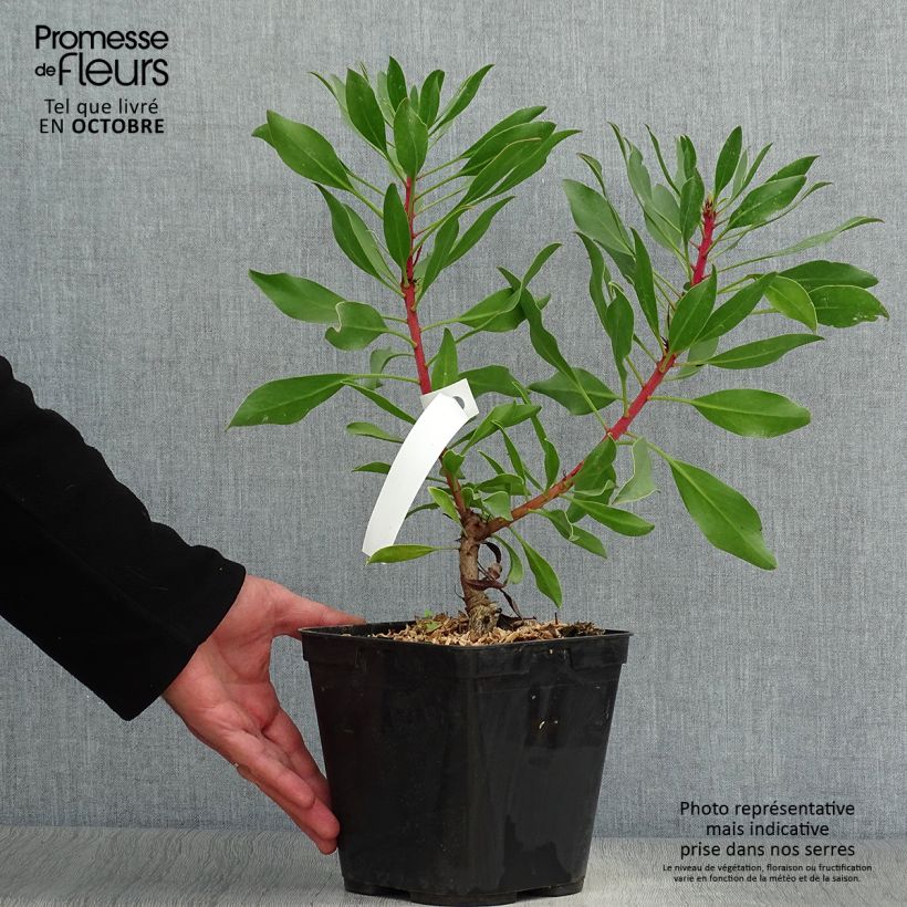 Exemplar von Protea Pink Crown Topf mit 4L/5L wie im Herbst geliefert