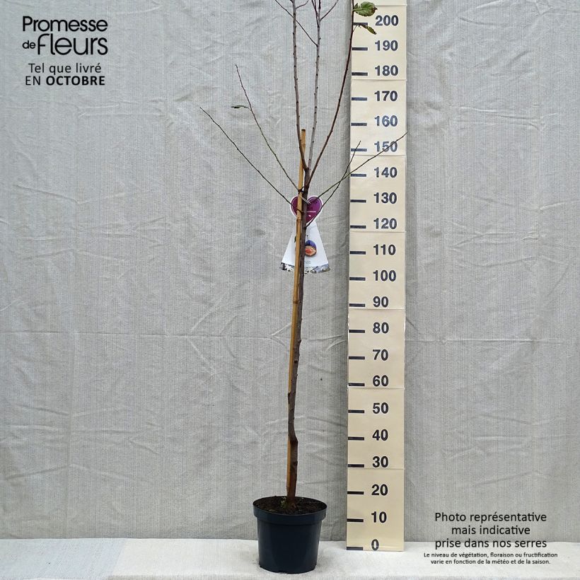 Exemplar von Pflaume Hauszwetsche - Prunus domestica Topf mit 7,5L/10L, Halbstamm wie im Herbst geliefert