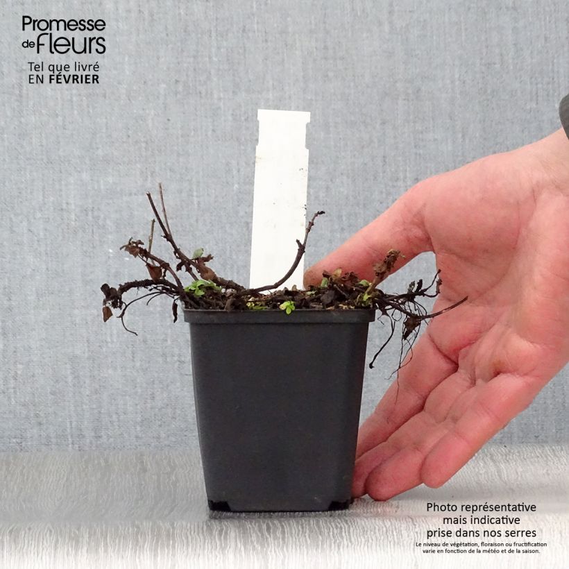 Exemplar von Großblütige Braunelle Altenberg Rosa - Prunella grandiflora Kleine Töpfe von 8/9 cm wie im Winter geliefert