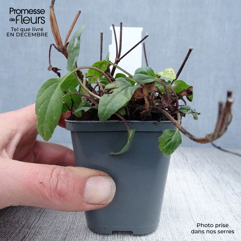 Exemplar von Großblütige Braunelle Bella Deep Rose - Prunella grandiflora Kleine Töpfe von 7/8 cm wie im Winter geliefert