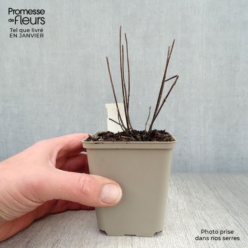 Exemplar von Großblütige Braunelle Pink Loveliness - Prunella grandiflora Kleine Töpfe von 8/9 cm wie im Winter geliefert