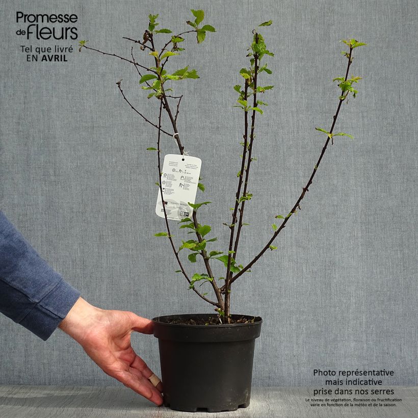 Exemplar von Schlehe - Prunus spinosa Topf mit 3L/4L wie im Frühjahr geliefert