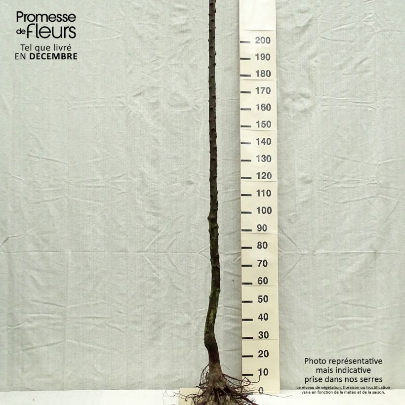 Exemplar von Pflaume Altesse Double - Prunus domestica Wurzelnackt, Hochstamm wie im Winter geliefert