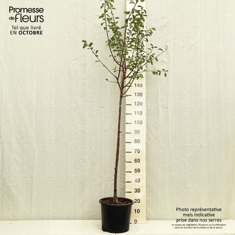 Exemplar von Mirabellenbaum Mirabelle de Nancy - Prunus Topf mit 7,5L/10L, Halbstamm wie im Herbst geliefert