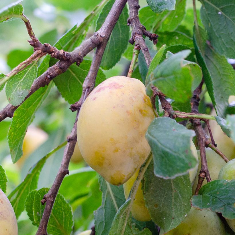 Pflaume Monsieur Jaune - Prunus domestica (Ernte)