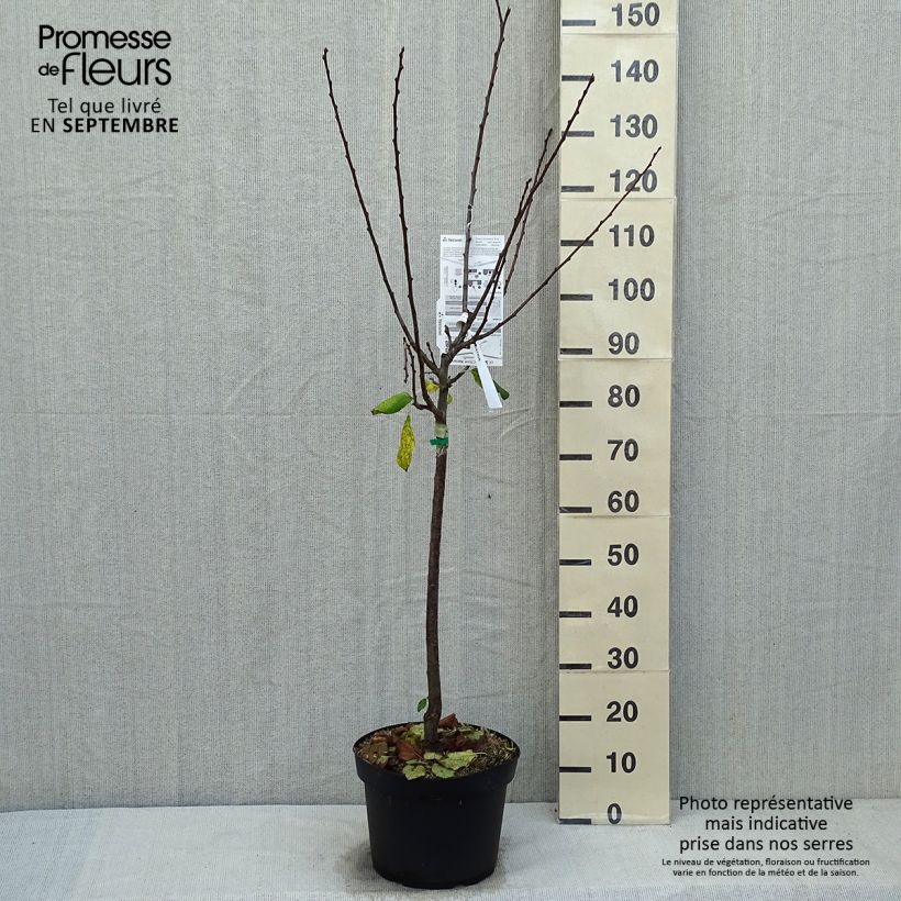 Exemplar von Pflaume Prune d'Ente - Prunus domestica Topf mit 7,5L/10L, Gobelet-Form wie im Herbst geliefert