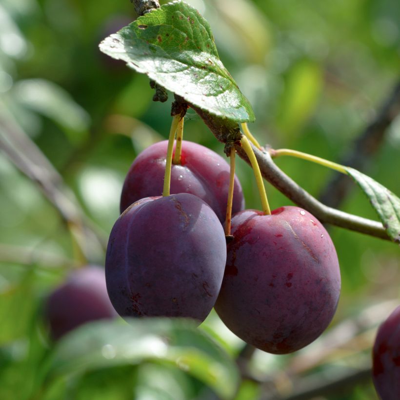 Pflaume Mr. Hâtif - Prunus domestica (Ernte)