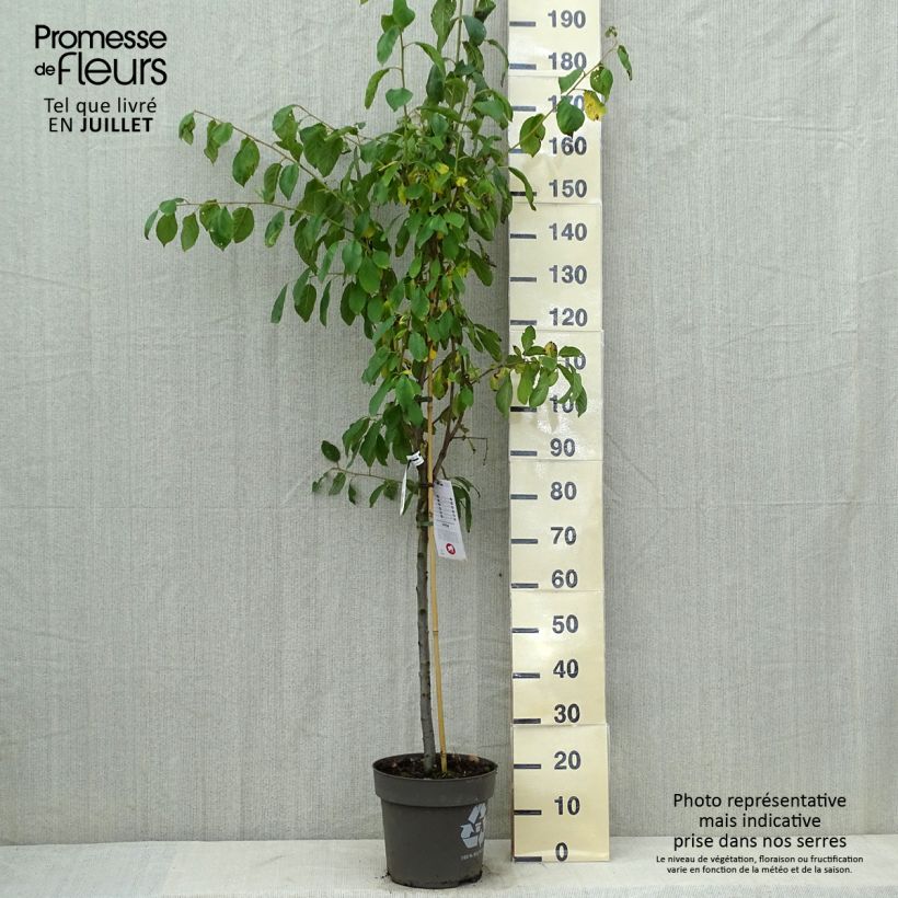 Exemplar von Pflaume Victoria - Prunus domestica Topf mit 7,5L/10L, Gobelet-Form wie im Sommer geliefert