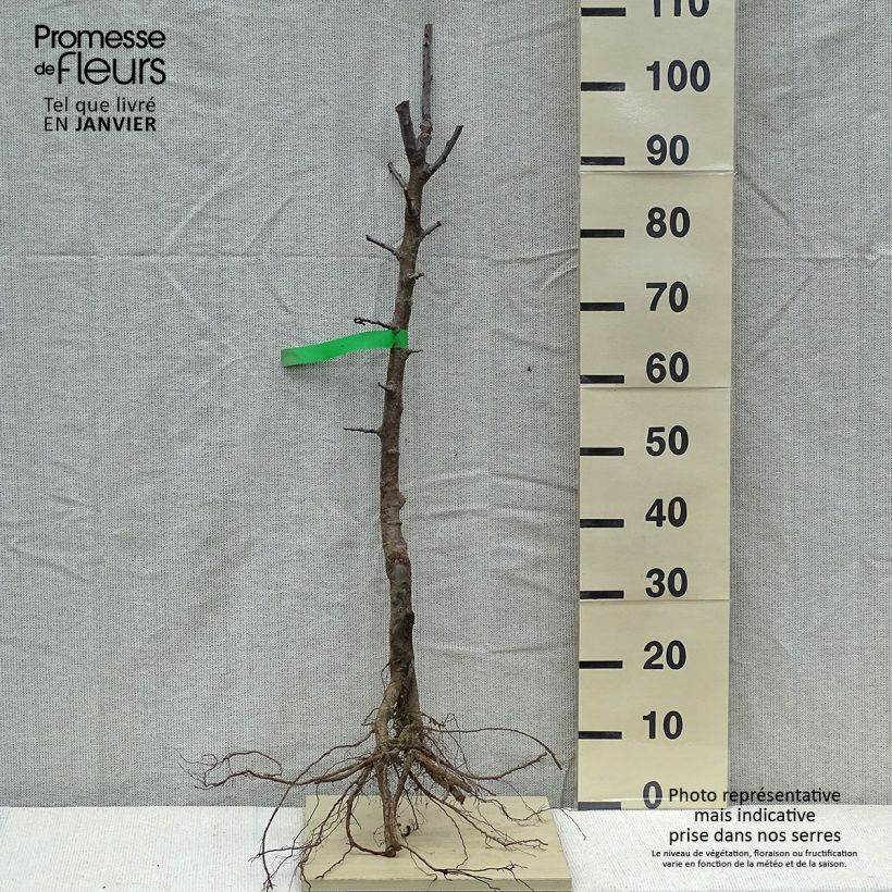 Exemplar von Zwetschge Stanley Bio - Prunus domestica Wurzelnackt, Heister wie im Winter geliefert