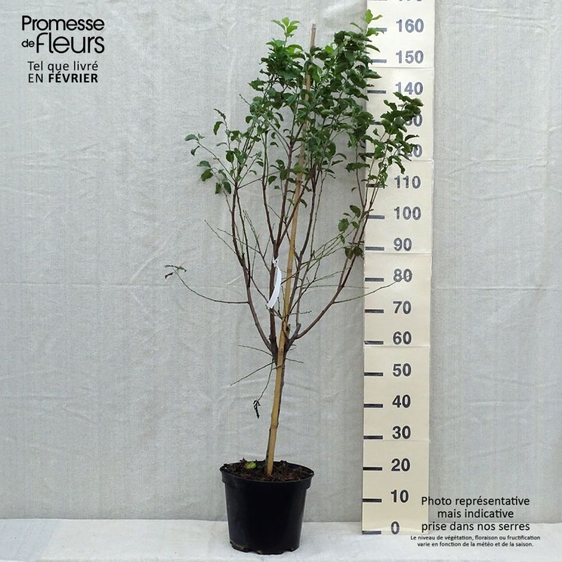 Exemplar von Zwetschge Quetsche d'Alsace - Prunus domestica Topf mit 7,5L/10L, Gobelet-Form wie im Herbst geliefert