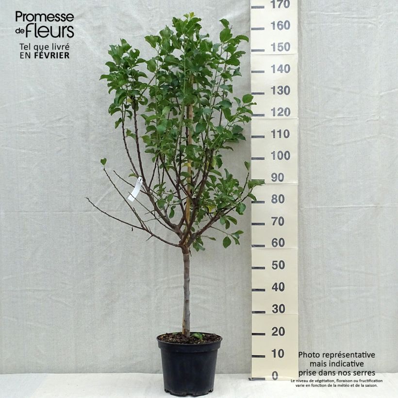Exemplar von Pflaume Dorée ou verte Reneklode - Prunus domestica Topf mit 7,5L/10L, Halbstamm wie im Herbst geliefert