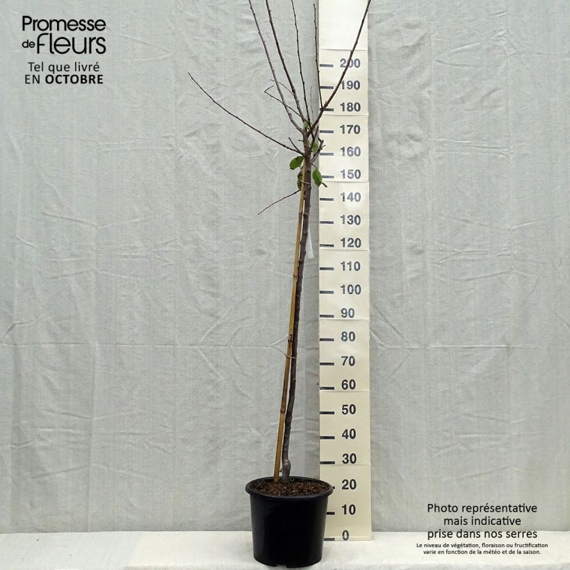 Exemplar von Pflaume Bavay Reneklode - Prunus domestica Topf mit 12L/15L, Halbstamm wie im Herbst geliefert