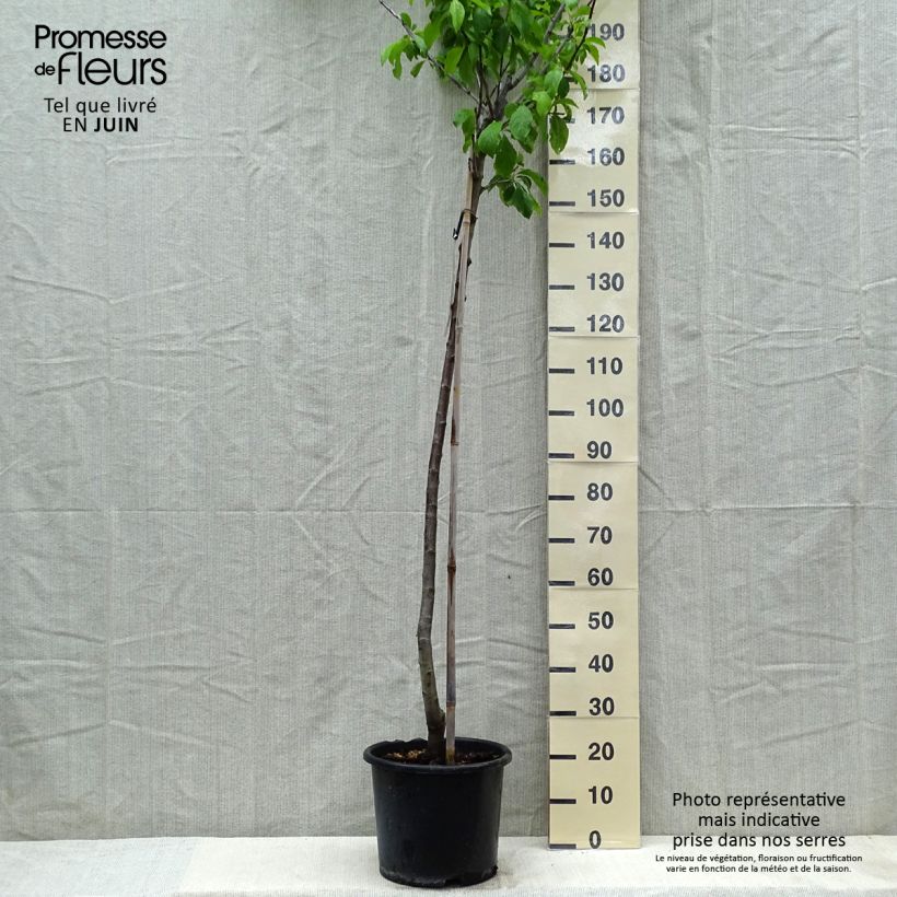 Exemplar von Pflaume Bavay Reneklode - Prunus domestica Topf mit 12L/15L, Halbstamm wie im Frühjahr geliefert