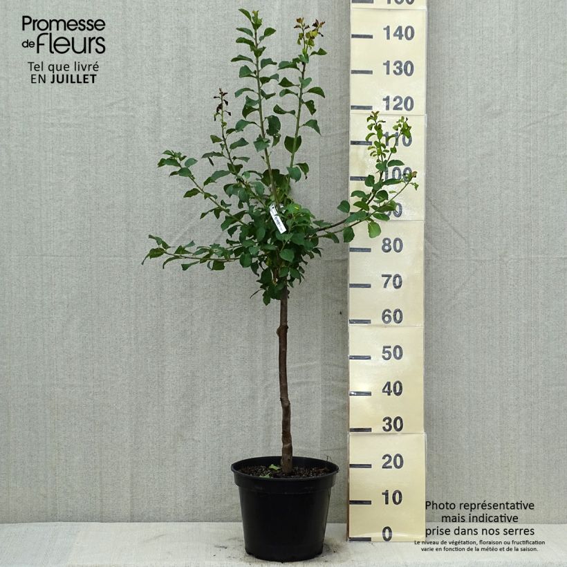 Exemplar von Pflaume Violette Reneklode - Prunus domestica Topf mit 7,5L/10L, Gobelet-Form wie im Sommer geliefert