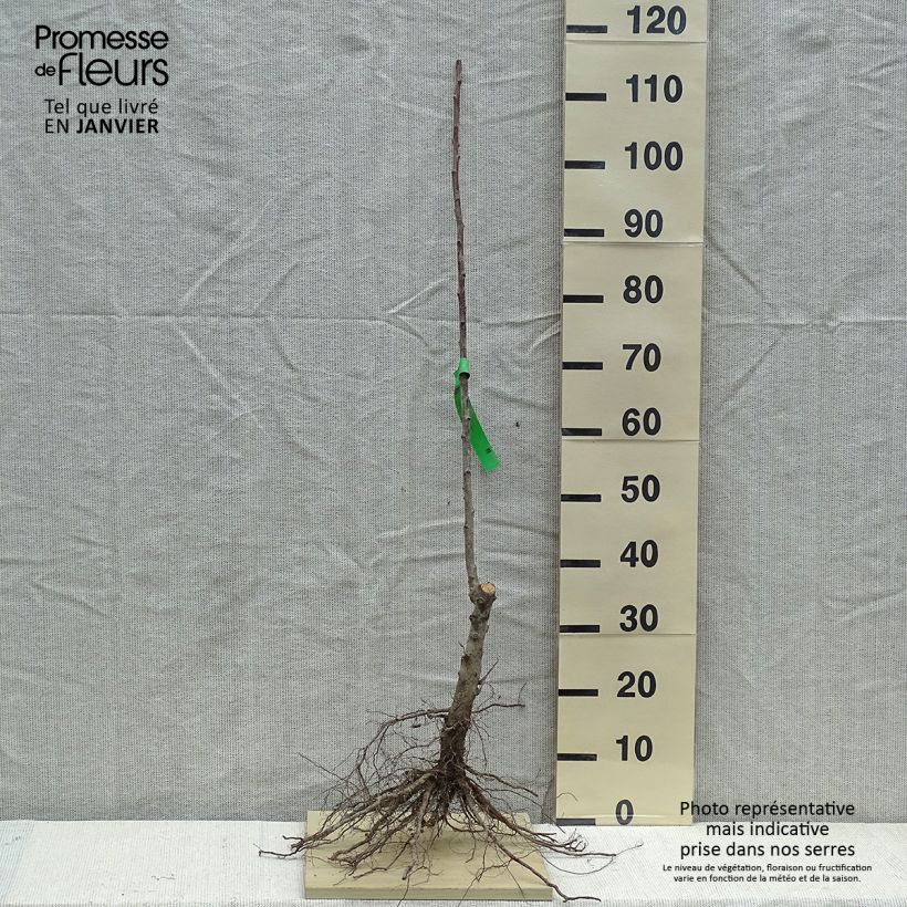 Exemplar von Pflaume Thames Cross - Prunus domestica Wurzelnackt, Heister wie im Winter geliefert