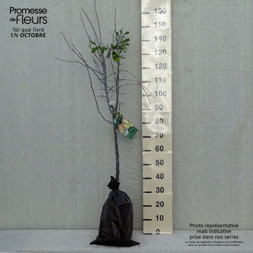 Exemplar von Pflaume Thames Cross - Prunus domestica Plug "Fertig-zum-Pflanzen", Gobelet-Form wie im Herbst geliefert