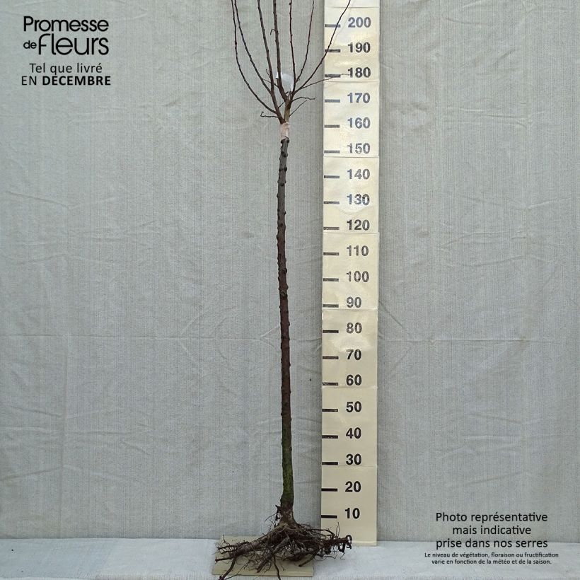 Exemplar von Pflaume Wignon - Prunus domestica Wurzelnackt, Halbstamm wie im Winter geliefert
