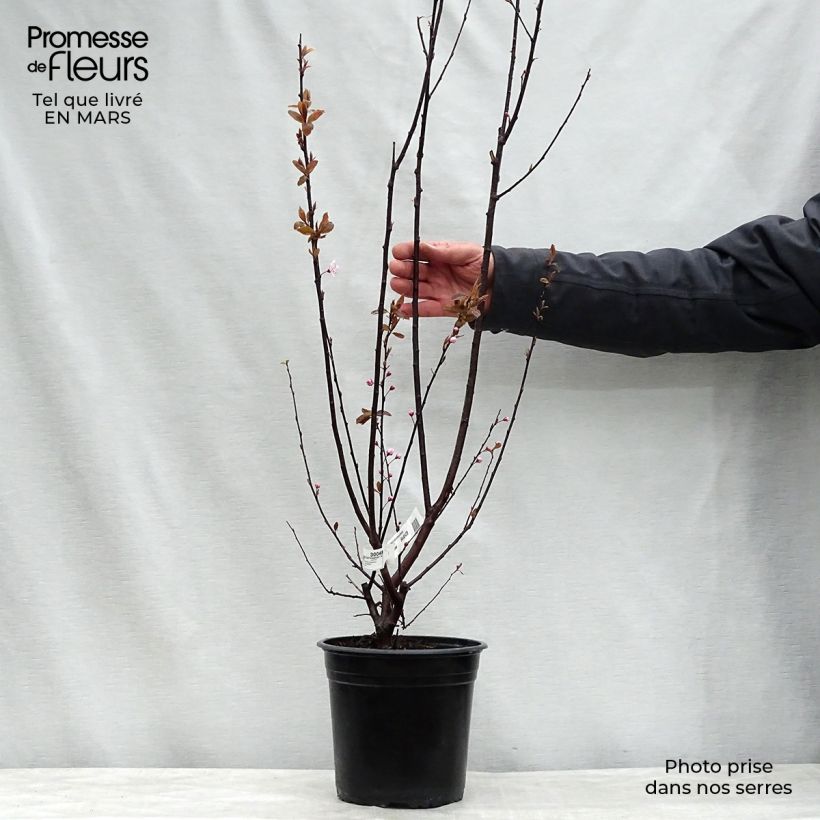 Exemplar von Kirsch-Pflaume Nigra - Prunus cerasifera Topf mit 4L/5L, Stamm wie im Frühjahr geliefert